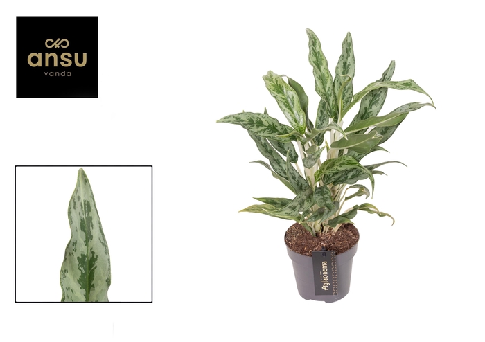 <h4>Aglaonema Greyhound</h4>