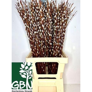 T Salix Wilgenkatjes 80cm