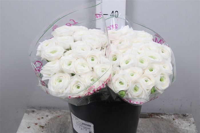 <h4>Ran Cl Su Siberia S</h4>