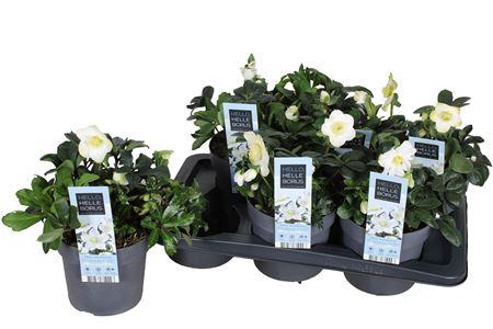 <h4>Hell Ni Chr Carol 15 Bloemen+</h4>