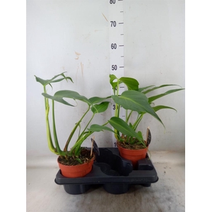 Monstera   ...
