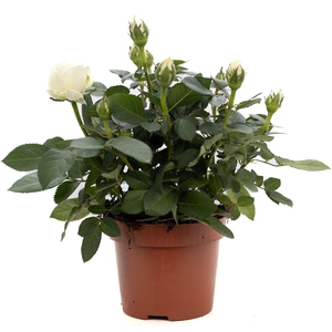 Rosa white P&PURE Collection