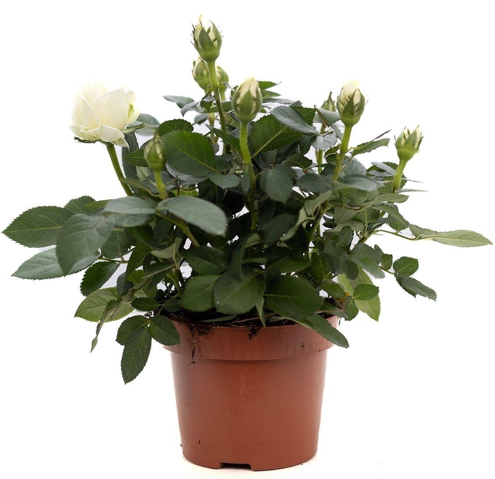 <h4>Rosa white P&PURE Collection</h4>