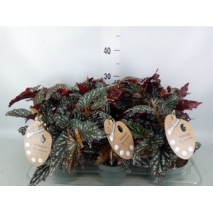 Begonia BD mac. 'Spotlight Dark'