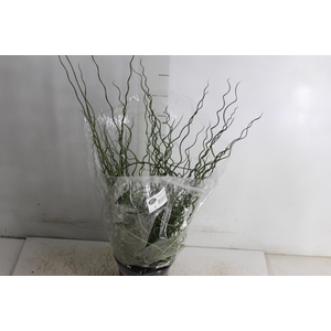 JUNCUS SPIRALIS P15