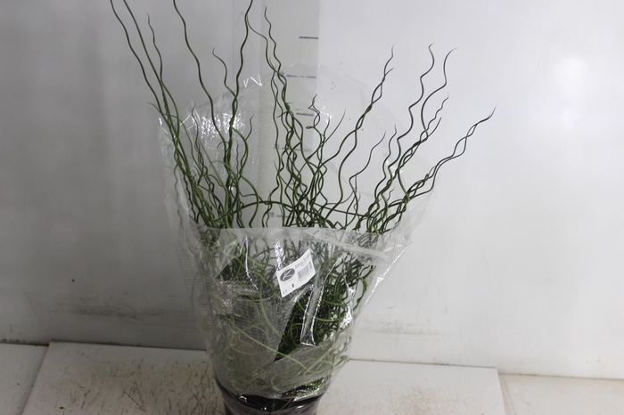 <h4>JUNCUS SPIRALIS P15</h4>