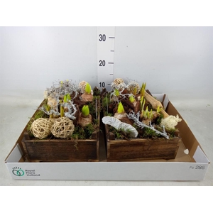 Arr.   Bol/Knolgewas L%