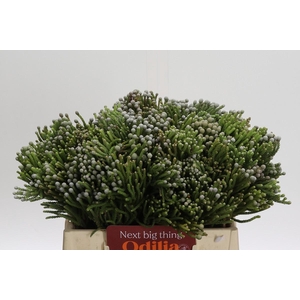 Kaaps Groen Silver Brunia