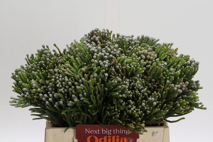 <h4>Kaaps Groen Silver Brunia</h4>