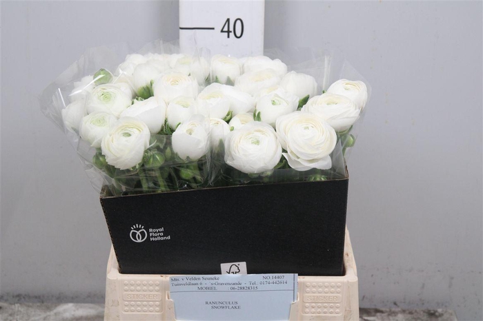 <h4>Ran Snowflake</h4>