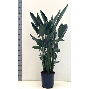 Strelitzia reginae 27cm pot 4ppp