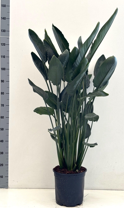 <h4>Strelitzia reginae 27cm pot 4ppp</h4>