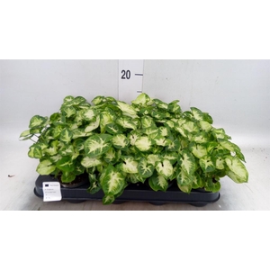 Syngonium  'Pixie'