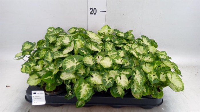 <h4>Syngonium  'Pixie'</h4>