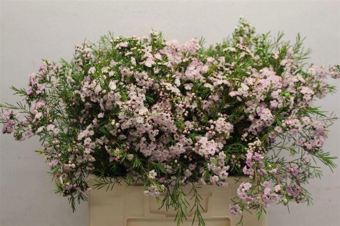 <h4>Chame Un Danc Queen</h4>