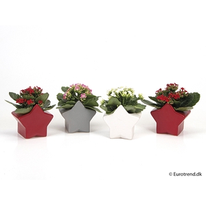 KALANCHOE BLOSSF KERST P6 E 2268