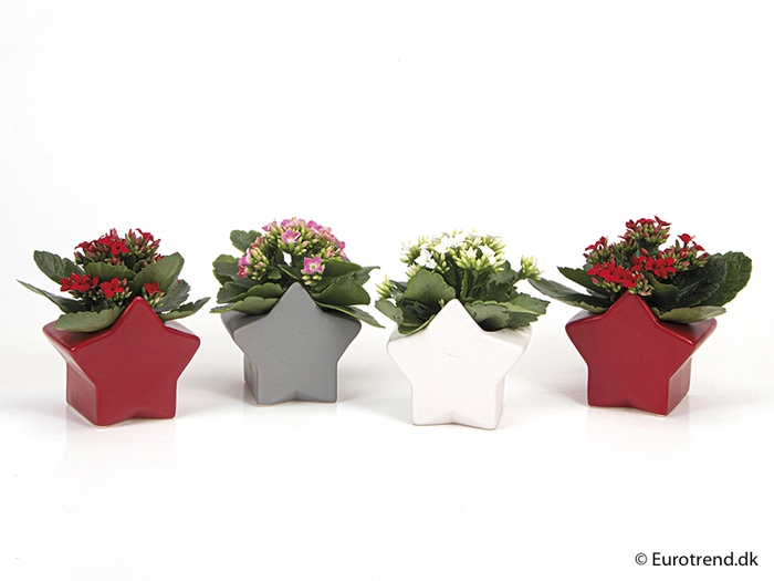 <h4>KALANCHOE BLOSSF KERST P6 E 2268</h4>