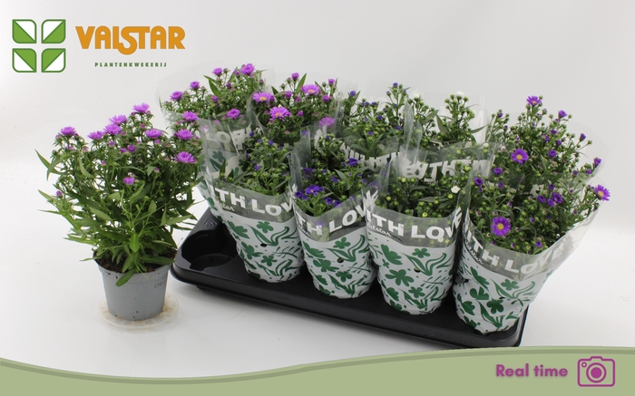 <h4>ASTE STARL GEM</h4>