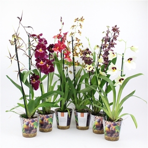 Inca Orchid mix 2 spike in Jungle cover