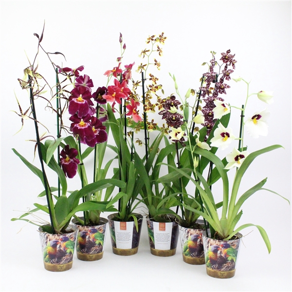 <h4>Inca Orchid mix 2 spike in Jungle cover</h4>