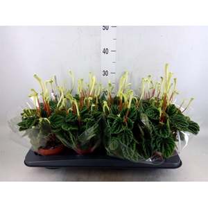 Peperomia caperata 'Lilian'