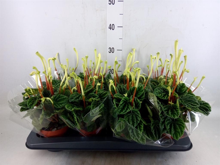 <h4>Peperomia caperata 'Lilian'</h4>