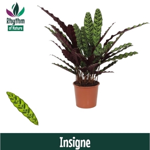 Calathea 17cm Insigne Rhythm of Nature (Lancifolia)