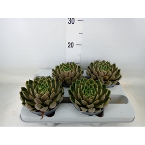 Echeveria   ...not flowering