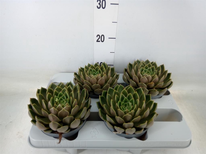 <h4>Echeveria   ...not flowering</h4>