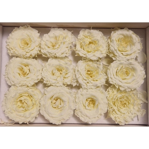 Ro Pres Rom Mini Creme