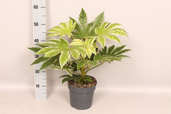 Fatsia spider's Web