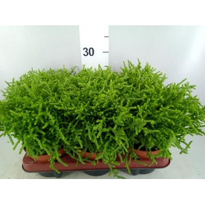 Crassula   ...