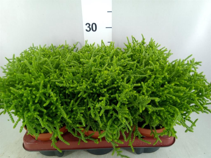 <h4>Crassula   ...</h4>