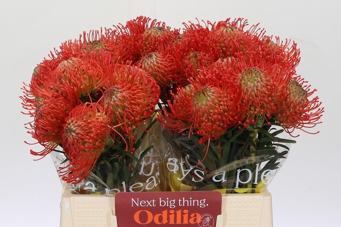 <h4>Nutans Succession</h4>