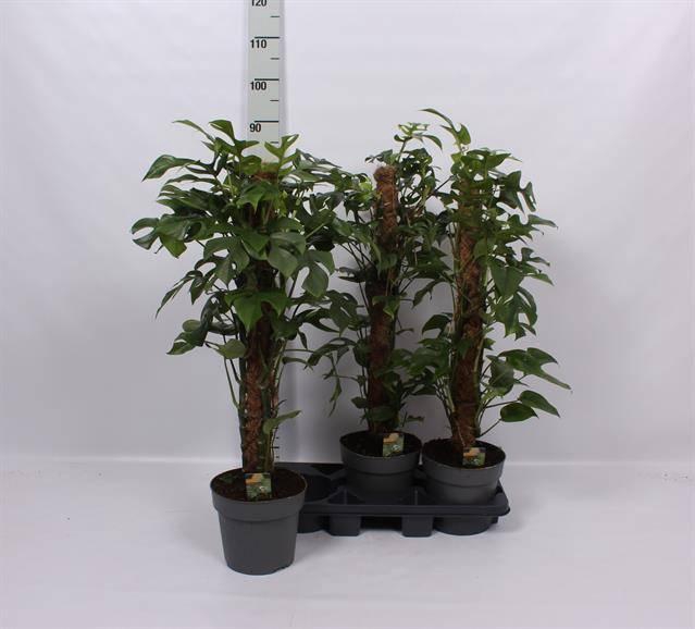 <h4>Phil Overig</h4>