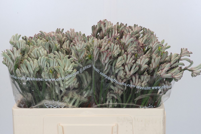 Anigozanthos Cape Gray Moss