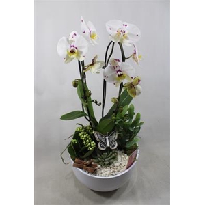 1016 Cascade White