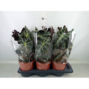 Alocasia amazonica 'Polly'