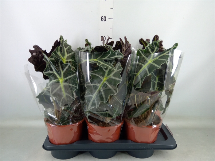 <h4>Alocasia amazonica 'Polly'</h4>