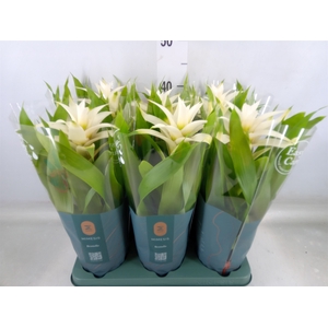Guzmania  'Deseo White'