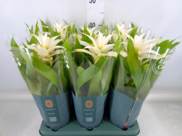 <h4>Guzmania  'Deseo White'</h4>