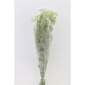 Pres Gypsophila Dusty L Green Bunch