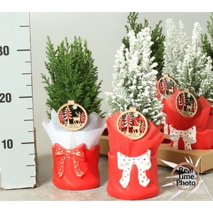 Chamaecyparis law. Ellwoodii 11Ø 30cm