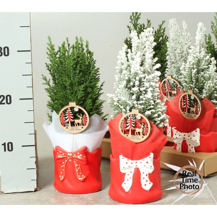 <h4>Chamaecyparis law. Ellwoodii 11Ø 30cm</h4>