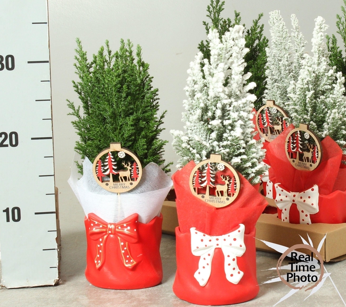 Chamaecyparis law. Ellwoodii 11Ø 30cm