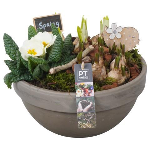 <h4>PTBM3879 Arrangement Flower Bulbs Mix in terracotta schaal</h4>