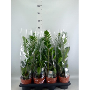 Zamioculcas zamiifolia