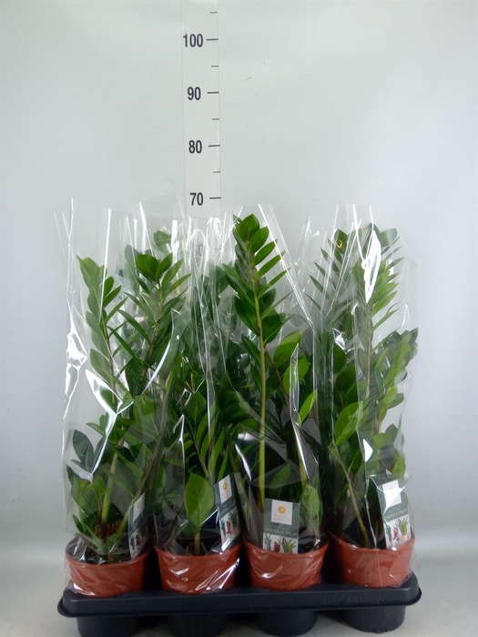 <h4>Zamioculcas zamiifolia</h4>