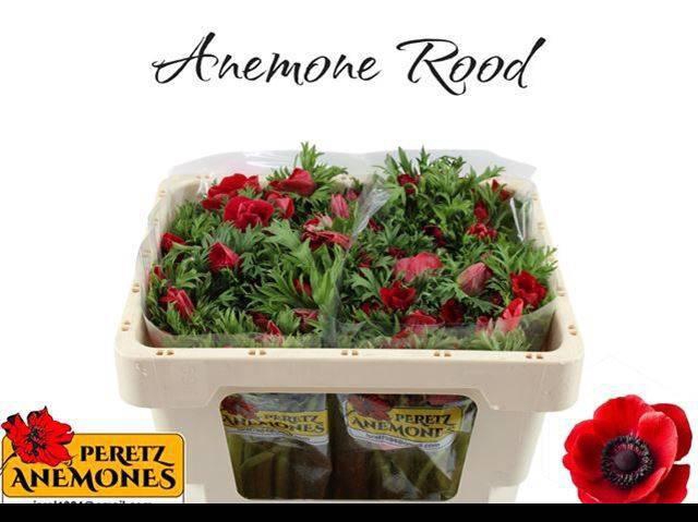 <h4>ANEM CO GALIL ROOD</h4>