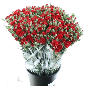 Di Tr Pino Rosso Extra